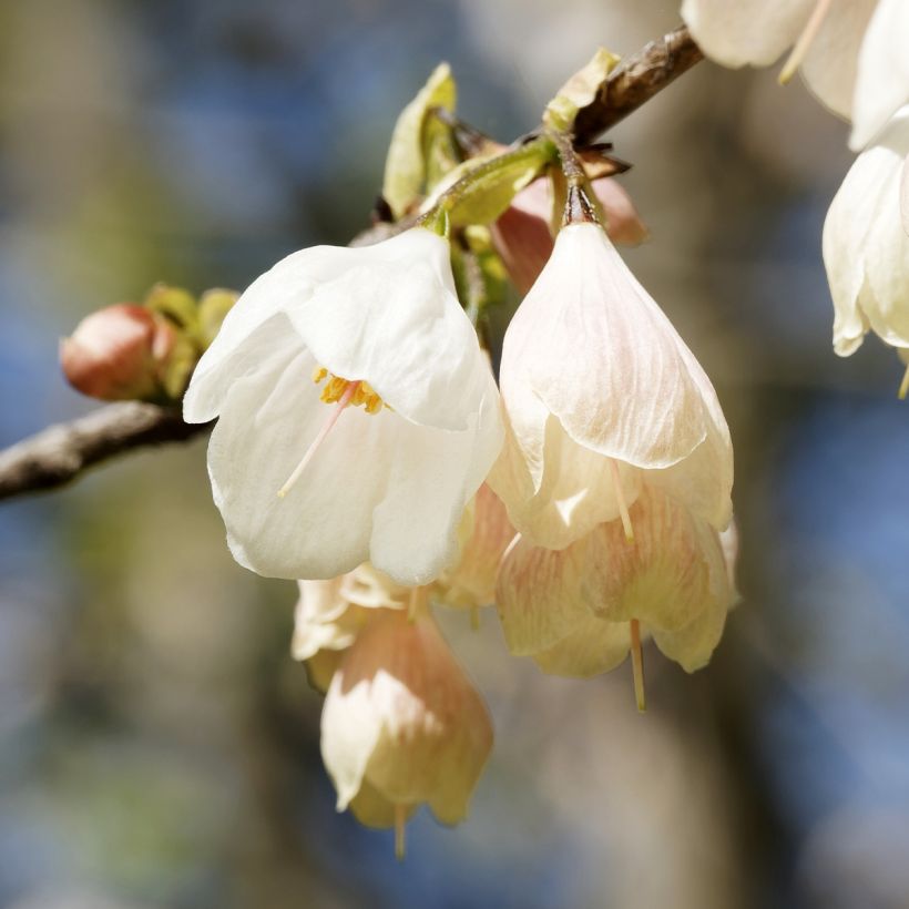 Halesia carolina UConn - Arbre aux cloches d'argent (Flowering)