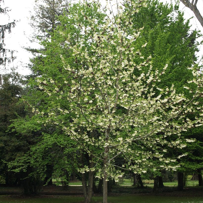 Halesia carolina UConn - Arbre aux cloches d'argent (Plant habit)