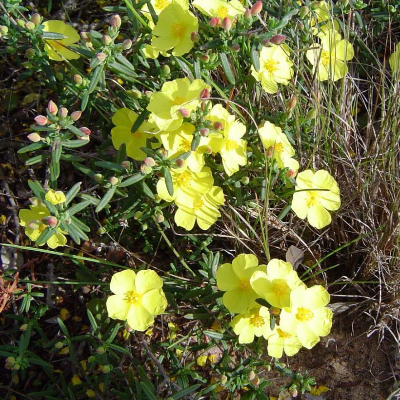 Halimium commutatum - Faux-ciste jaune (Flowering)