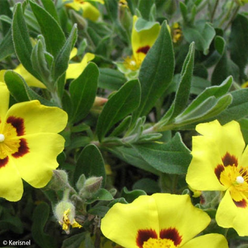 Halimium lasianthum subsp. formosum  (Foliage)