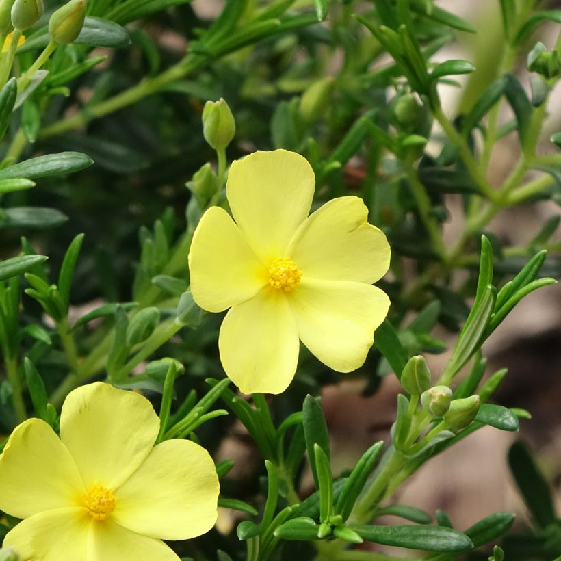 Halimium  April Sun - Faux-ciste jaune. (Flowering)