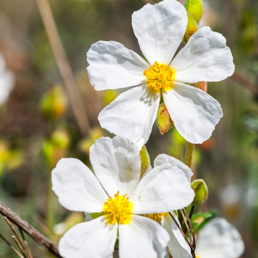 Halimium April Snow - Hélianthème à bouquets (Flowering)