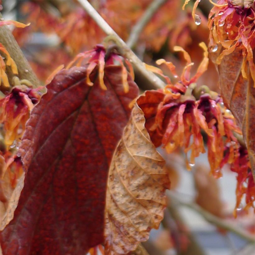 Hamamelis (x) intermedia Jelena - Noisetier de sorcière (Foliage)