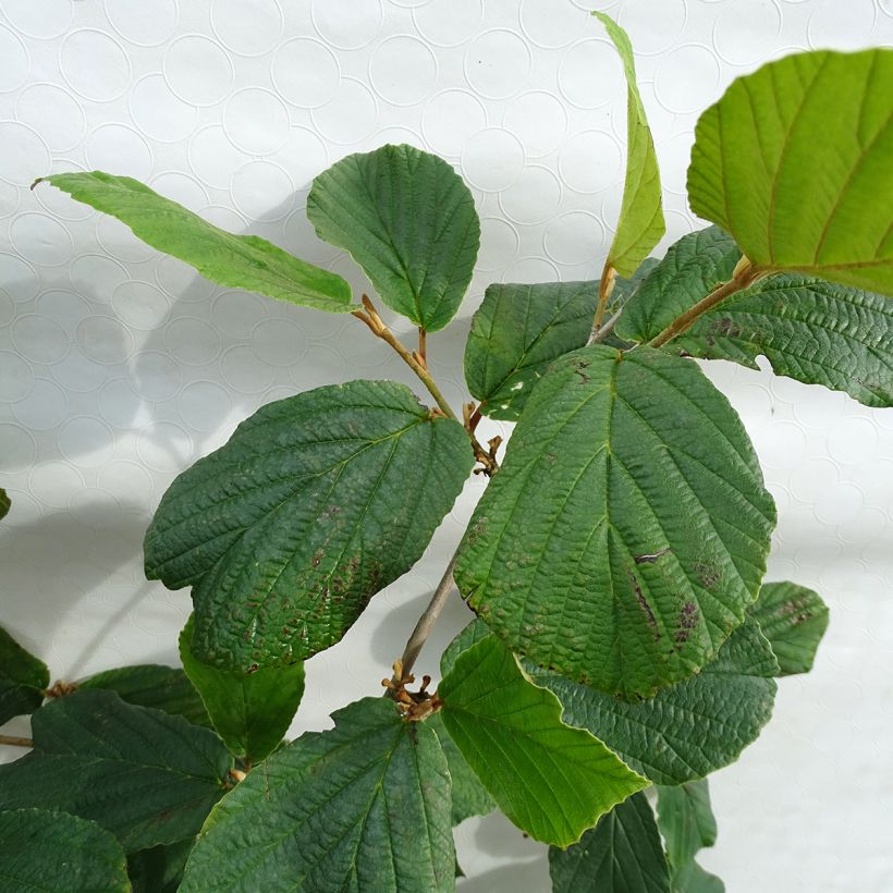 Noisetier des sorcières - Hamamelis mollis Pallida (Foliage)