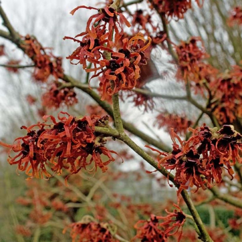 Hamamelis intermedia Ruby Glow - Noisetier de sorcière (Flowering)