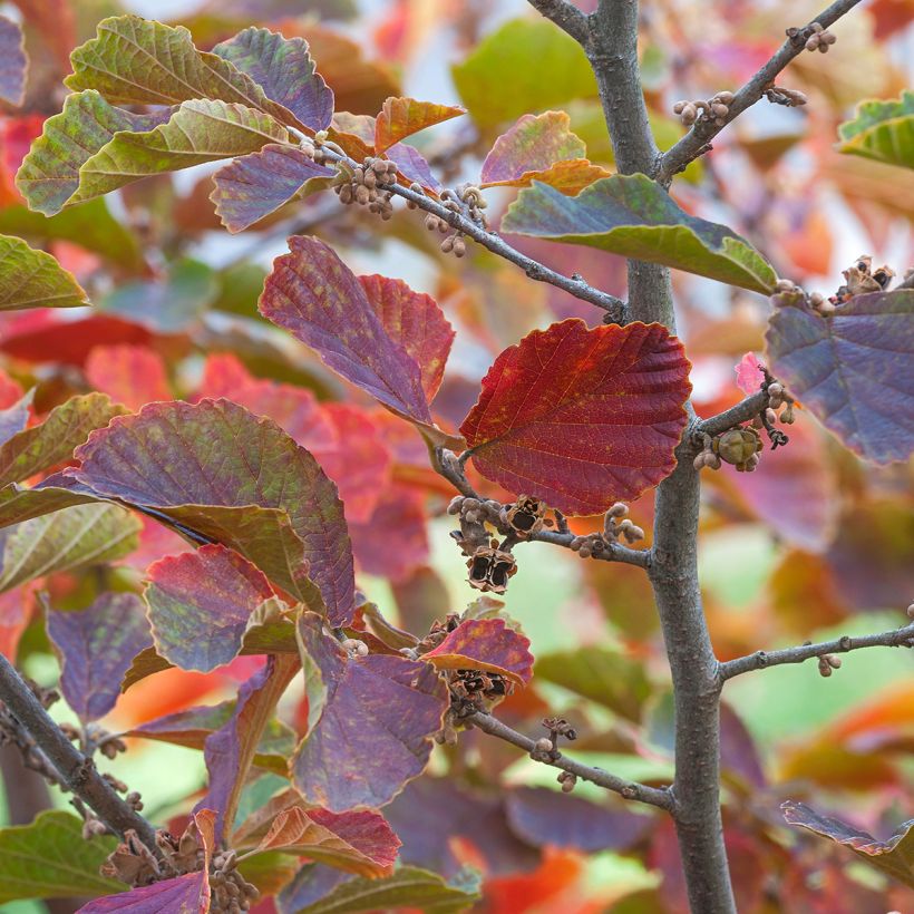 Hamamelis vernalis Amethyst - Noisetier de sorcière (Foliage)