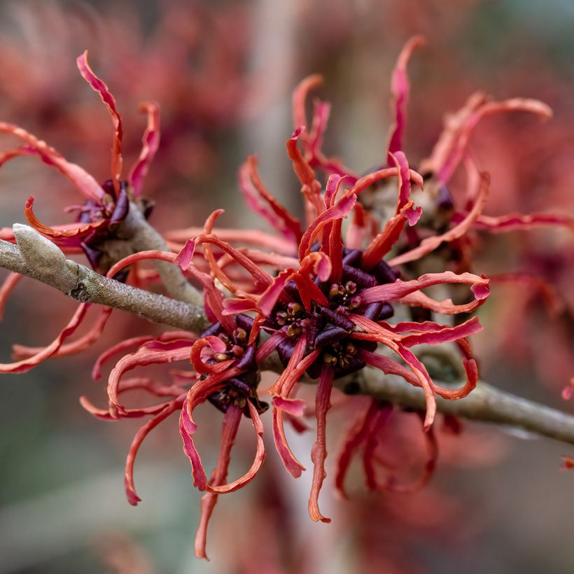 Hamamelis (x) intermedia Rubin - Noisetier de sorcière  (Flowering)