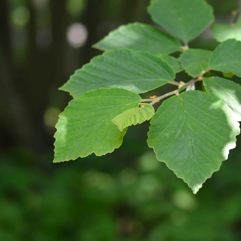 Hamamelis japonica Zuccariniana - Hamamélis du Japon (Foliage)