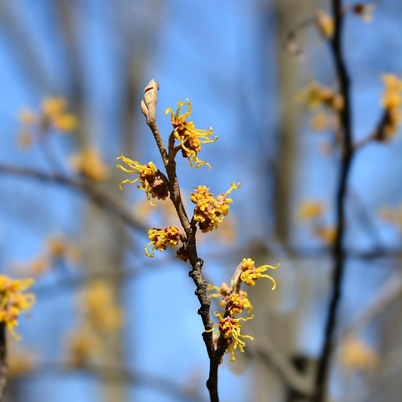 Hamamelis japonica Zuccariniana - Hamamélis du Japon (Flowering)