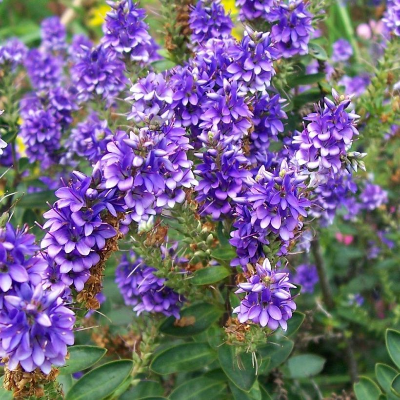 Hebe Autumn Glory - Véronique arbustive (Flowering)