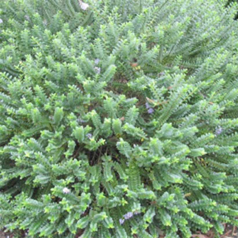 Hebe Cobb Valley - Véronique arbustive (Foliage)