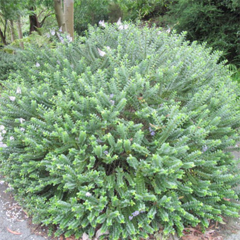 Hebe Cobb Valley - Véronique arbustive (Plant habit)