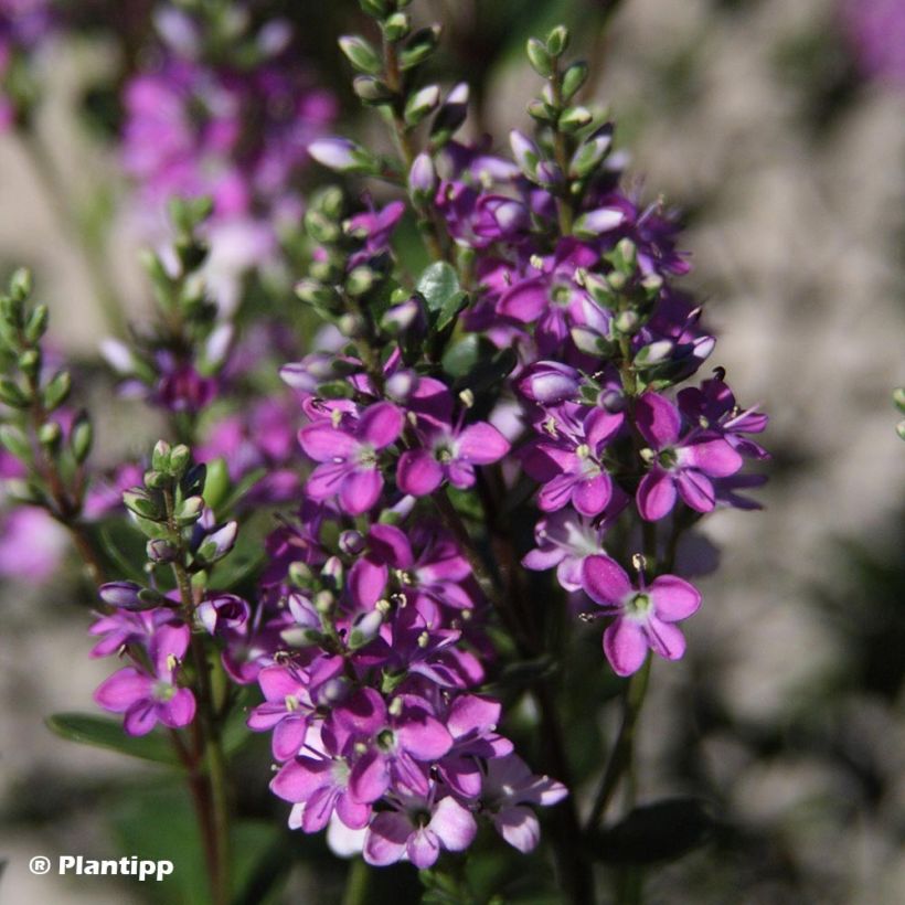 Hebe Garden Beauty Purple - Véronique arbustive (Flowering)