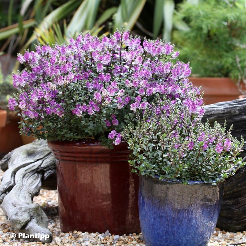 Hebe Garden Beauty Purple - Véronique arbustive (Plant habit)