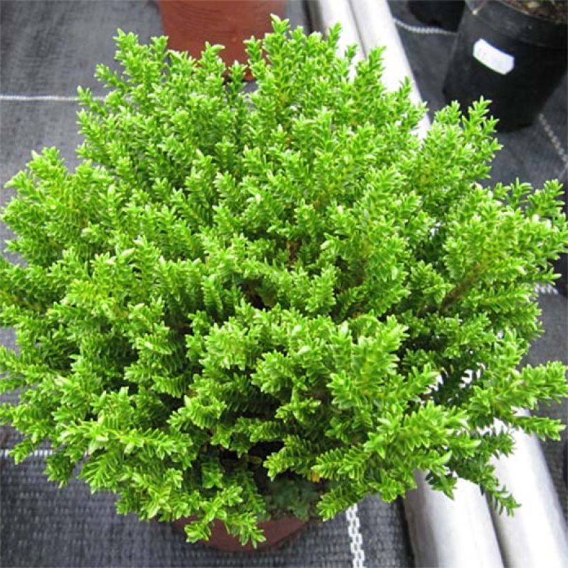 Hebe Green Globe - Véronique arbustive (Plant habit)