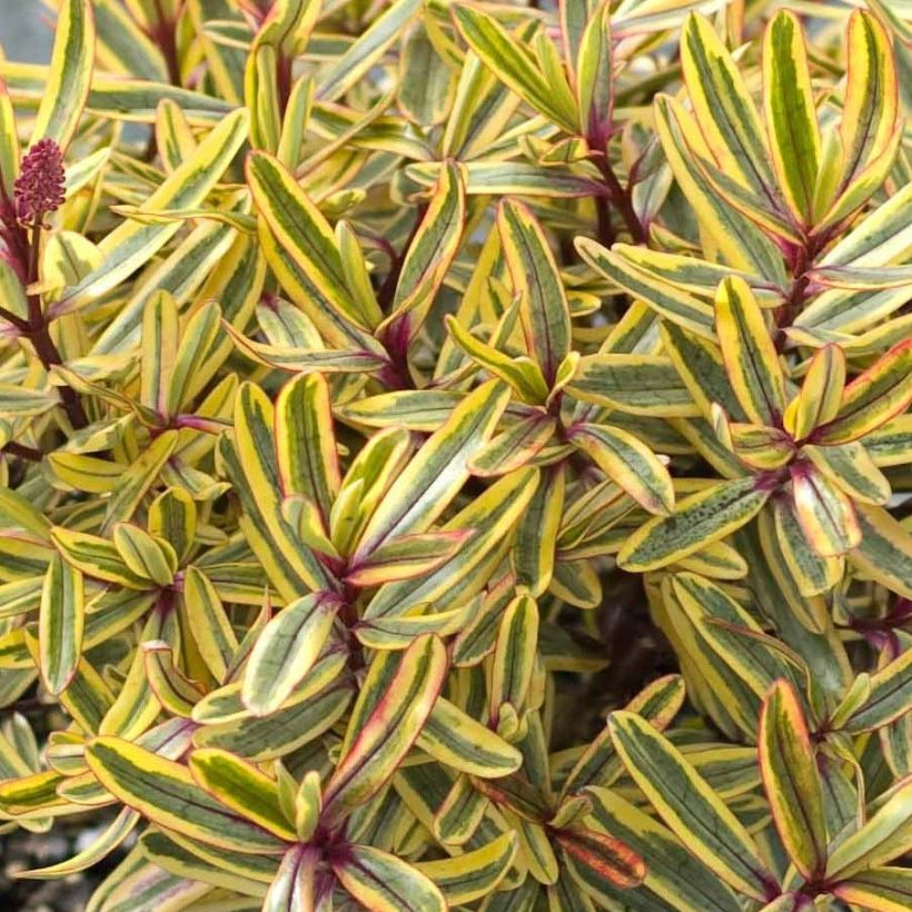 Hebe Jewel of the Nile - Véronique arbustive (Foliage)