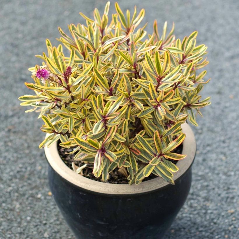 Hebe Jewel of the Nile - Véronique arbustive (Plant habit)