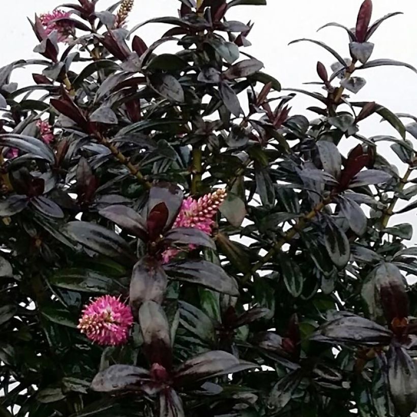 Hebe Joan Mac - Véronique arbustive (Foliage)