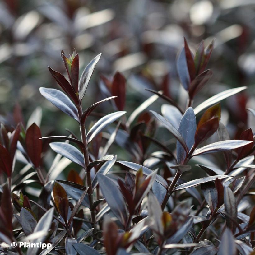 Hebe Midnight Sky - Véronique arbustive (Foliage)