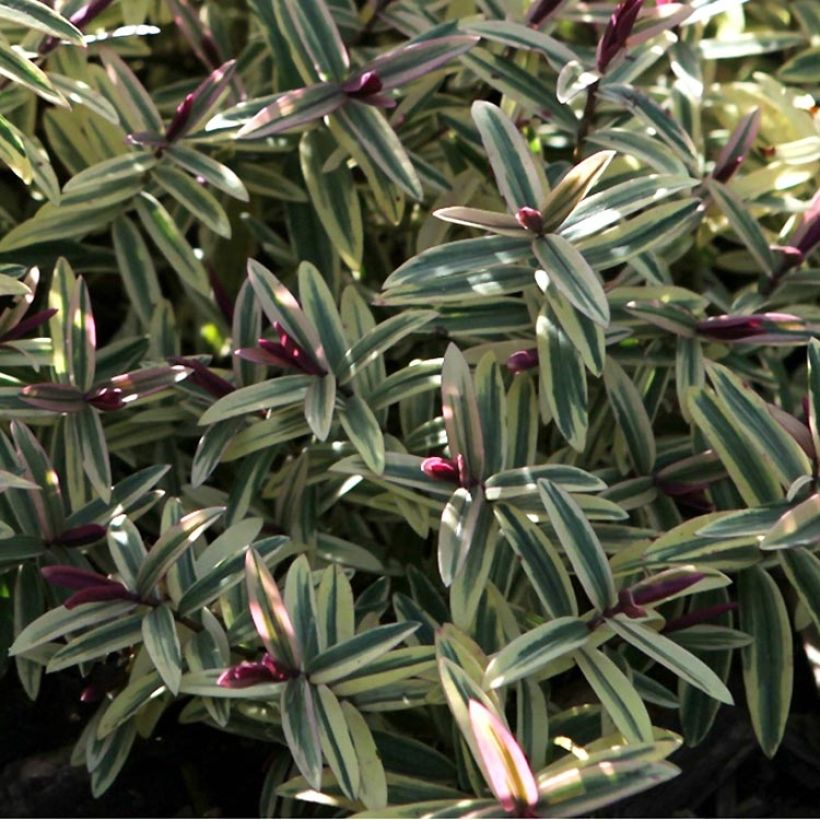 Hebe Orphan Annie - Véronique arbustive (Foliage)