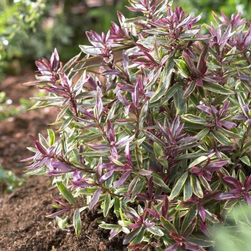 Hebe Purple Shamrock - Véronique arbustive (Plant habit)