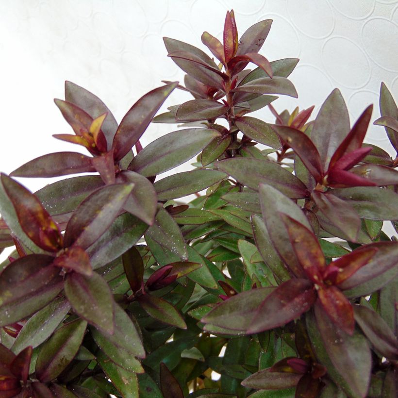 Hebe Raspberry Ripple - Véronique arbustive. (Foliage)