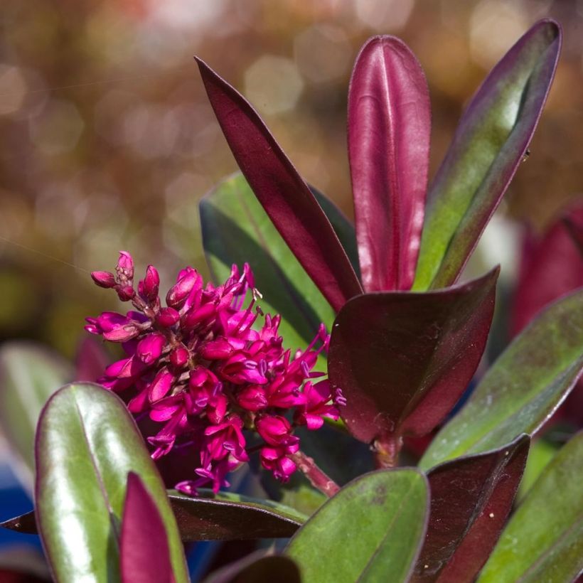 Hebe Santa Monica - Véronique arbustive (Flowering)