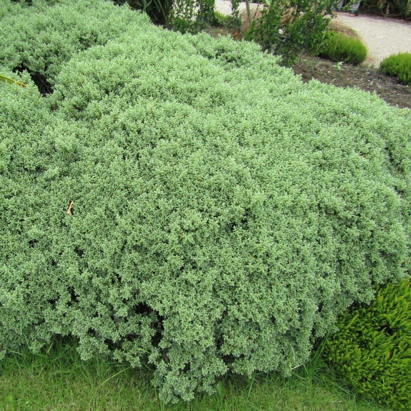 Hebe Sutherlandii - Véronique arbustive. (Plant habit)