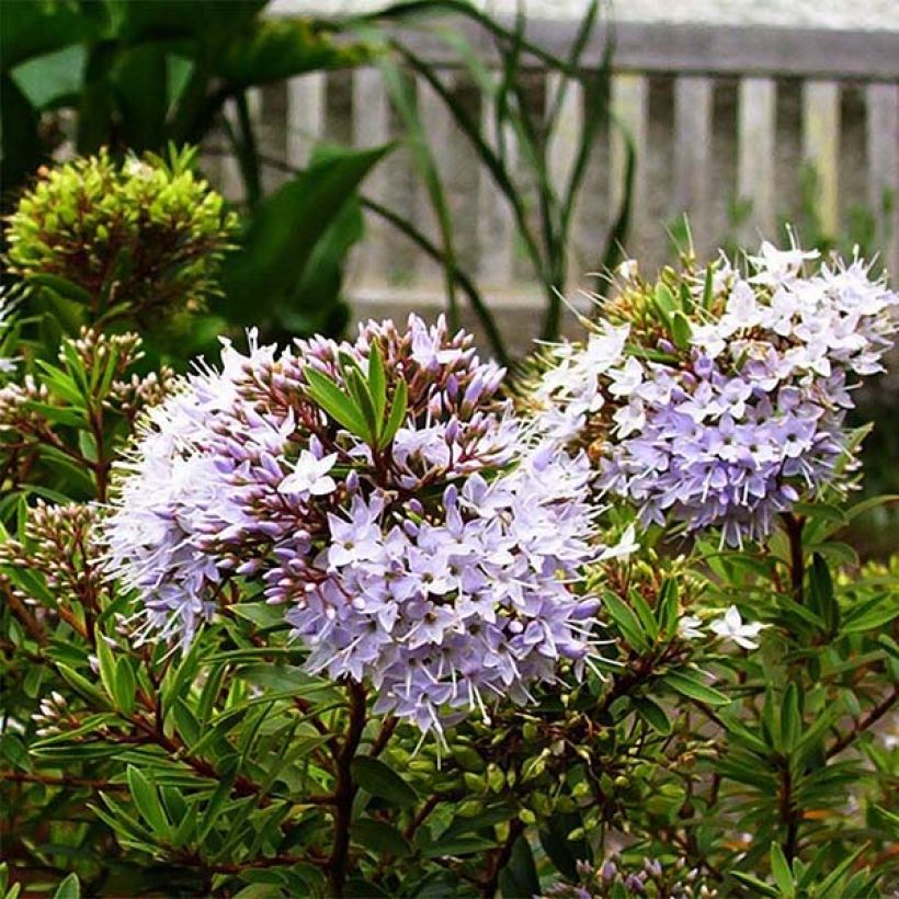 Hebe diosmifolia - Véronique arbustive. (Flowering)