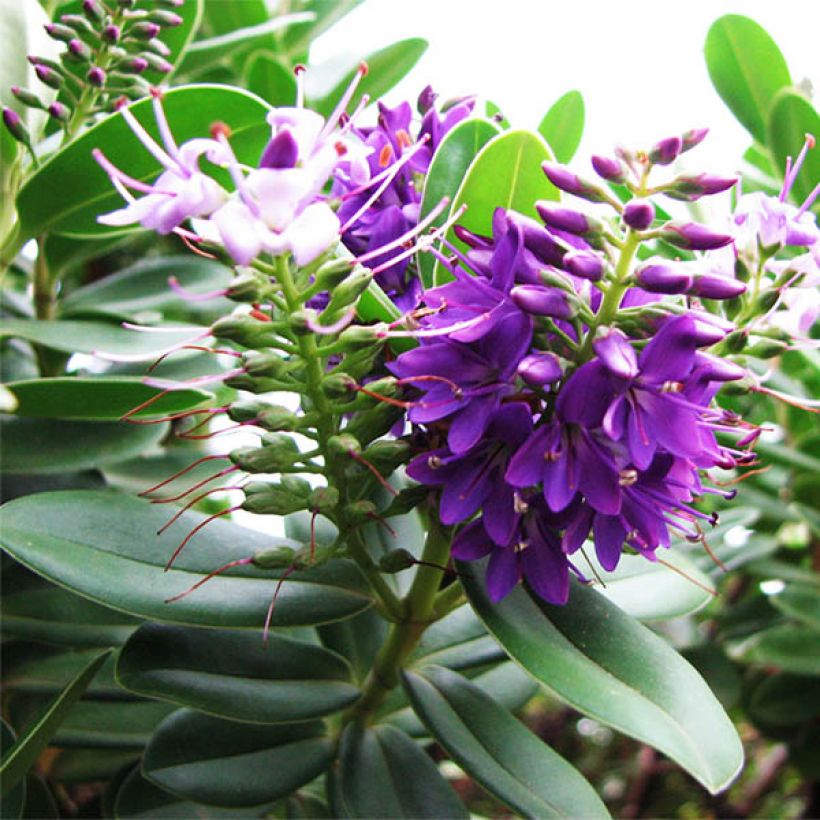 Hebe franciscana Blue Gem - Véronique arbustive (Flowering)