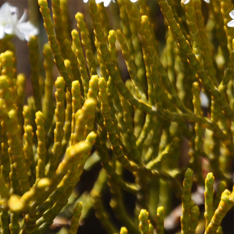 Hebe ochracea - Véronique arbustive (Foliage)