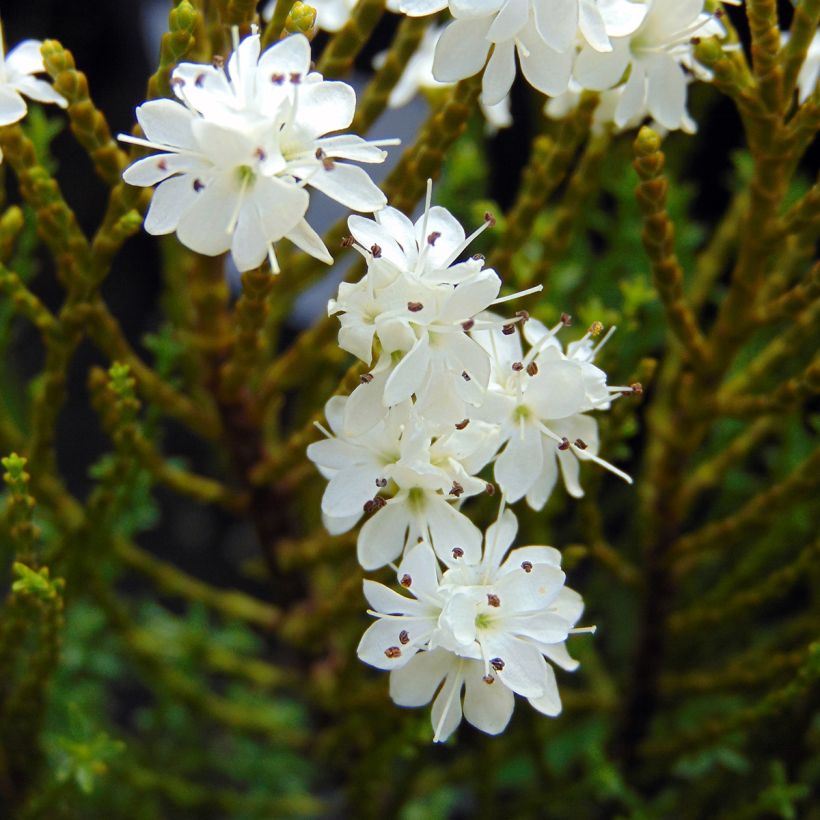Hebe ochracea - Véronique arbustive (Flowering)