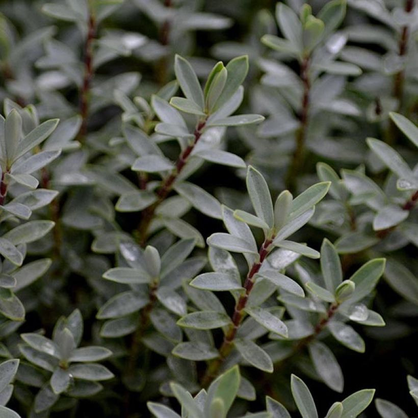 Hebe pimeleoides Quicksilver - Véronique arbustive (Foliage)