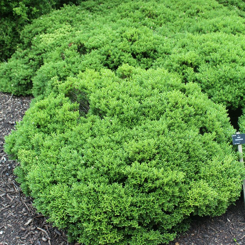 Hebe rakaiensis - Véronique arbustive (Plant habit)