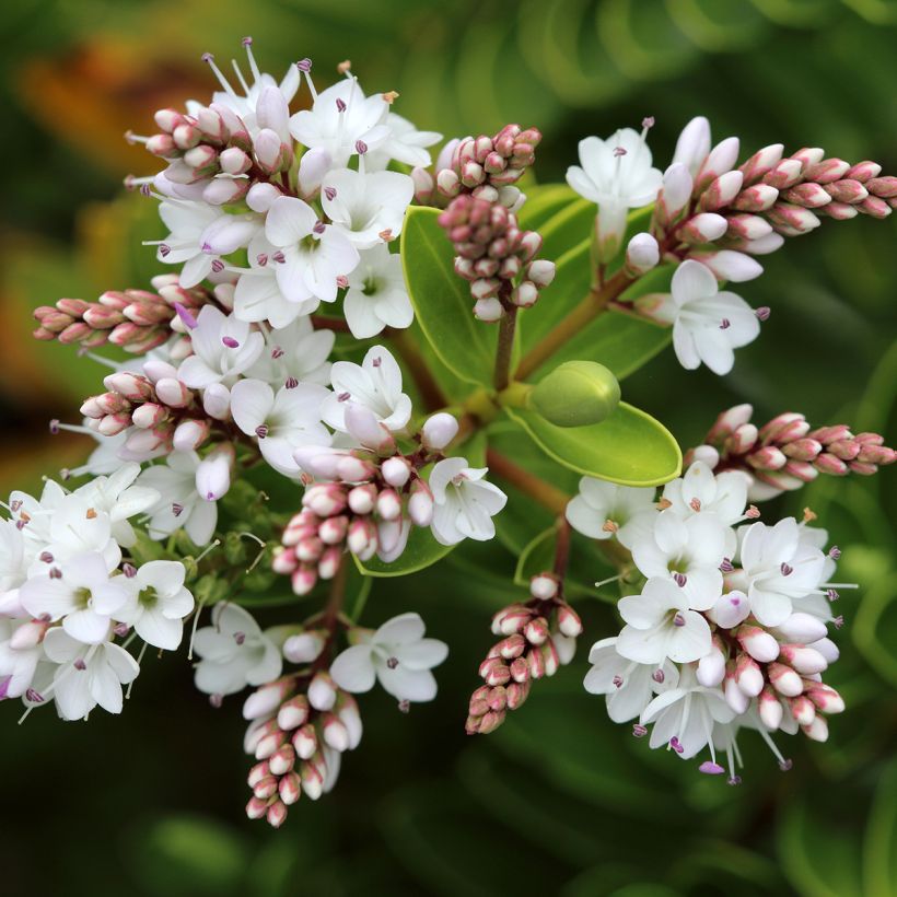 Hebe vernicosa - Véronique arbustive (Flowering)