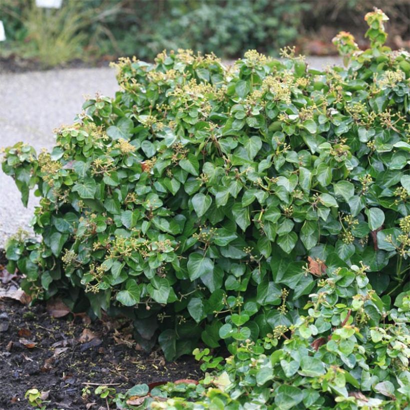 Lierre arbustif - Hedera helix Arbori Compact (Foliage)