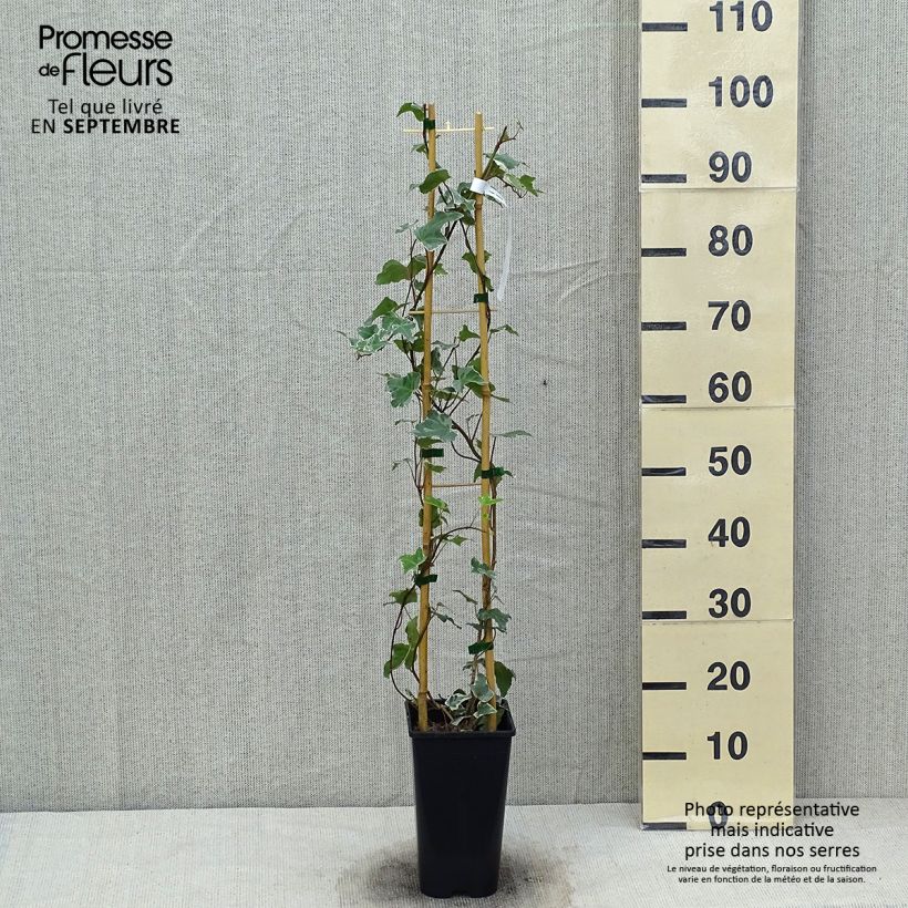 Example of Lierre commun - Hedera helix Eva Pot de 2L/3L as you get in automne