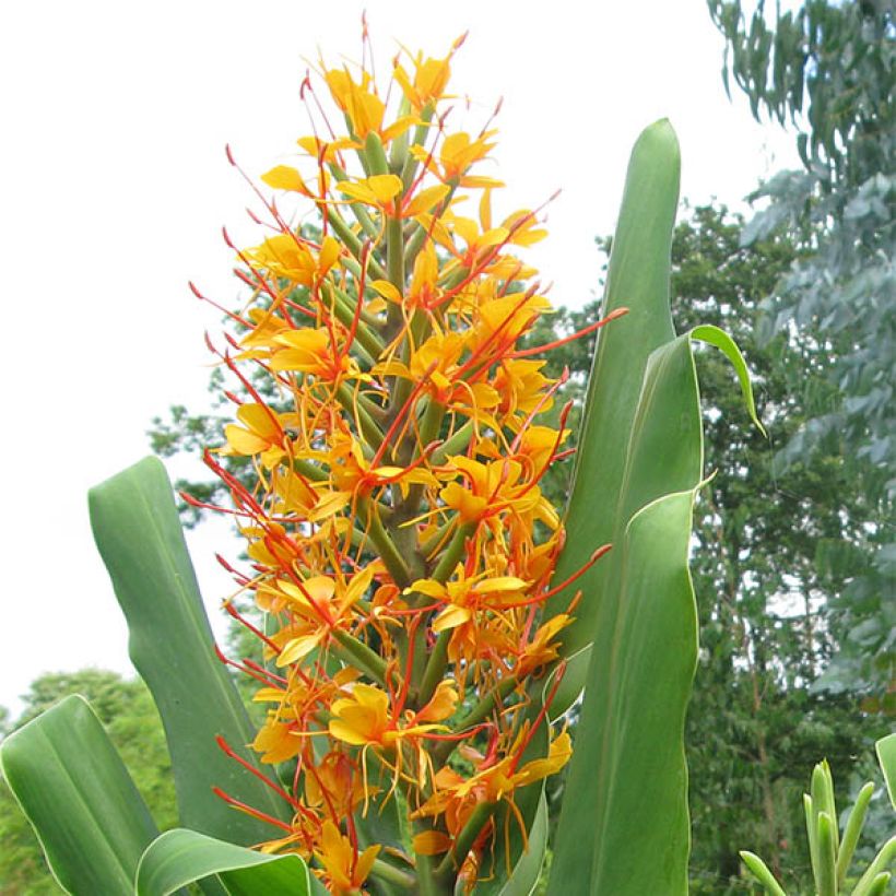 Hedychium coccineum Tara - Longose rouge (Flowering)