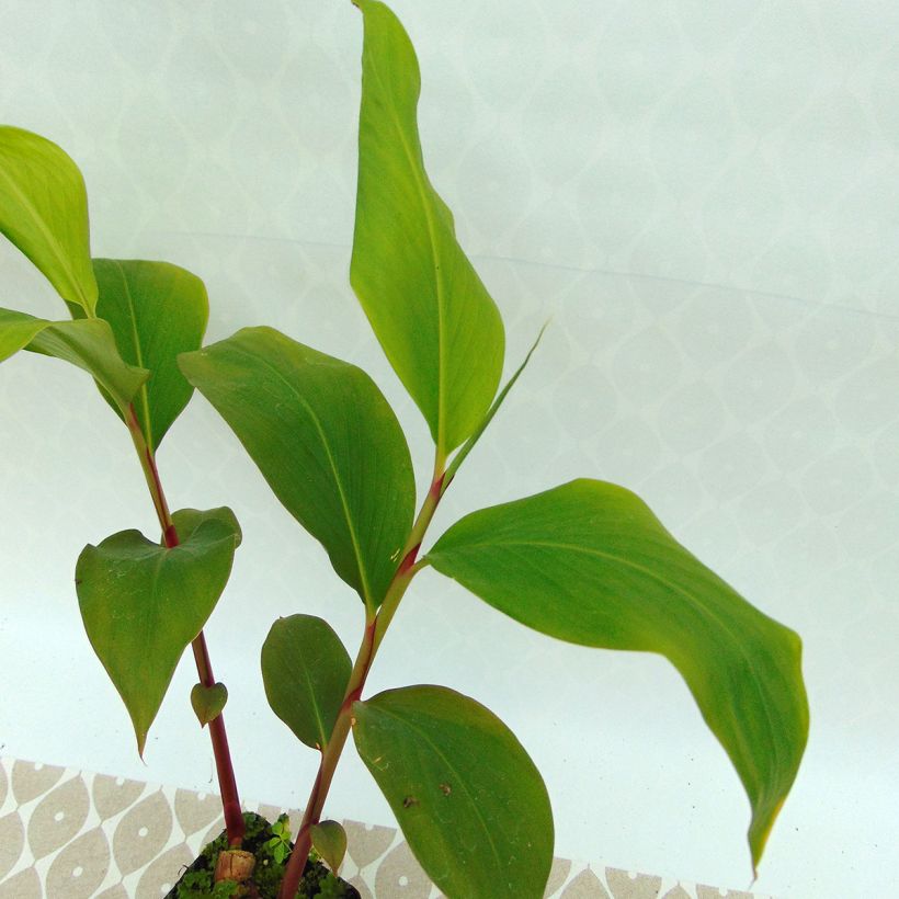 Hedychium ellipticum - Longose (Foliage)