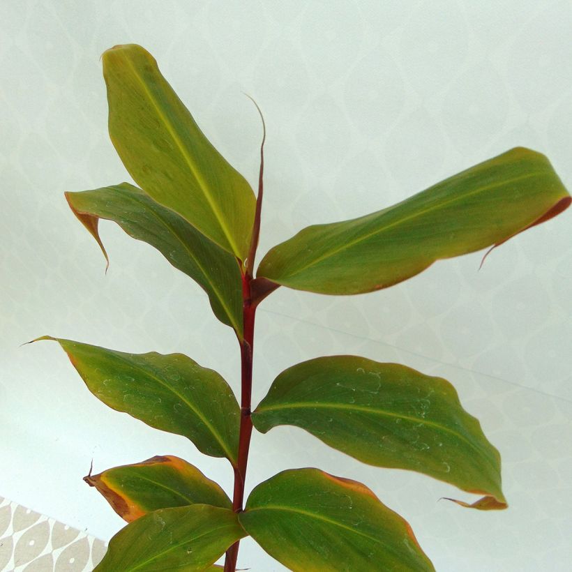 Hedychium greenii - Gingembre corail (Foliage)