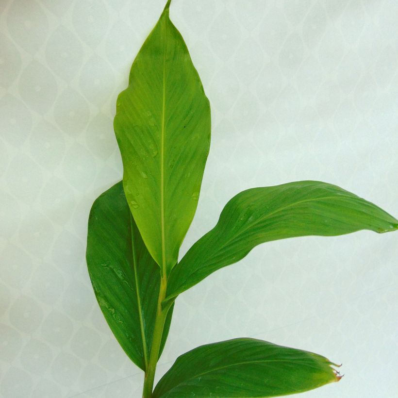 Hedychium spicatum (Foliage)