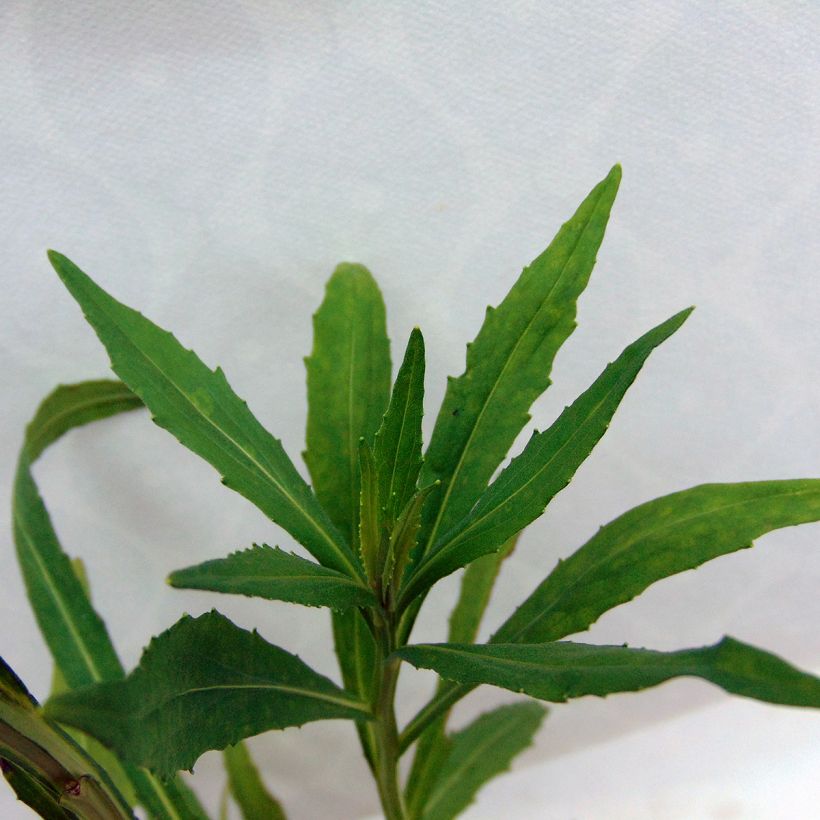 Hélénium Double Trouble - Hélénie jaune (Foliage)