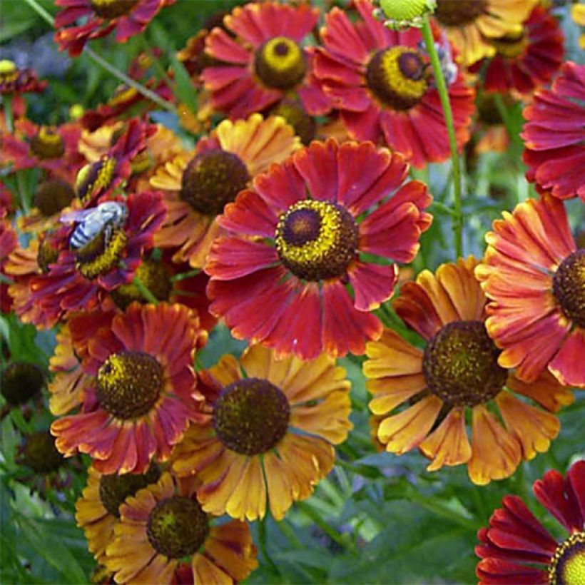 Hélénium Dunkle Pracht - Hélénie rouge intense (Flowering)