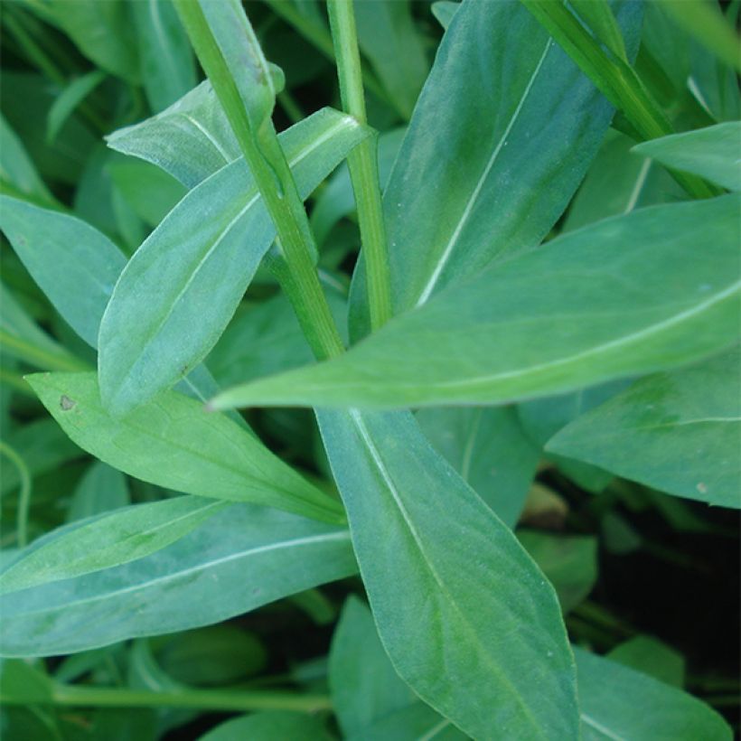 Helenium El Dorado - Hélénie (Foliage)