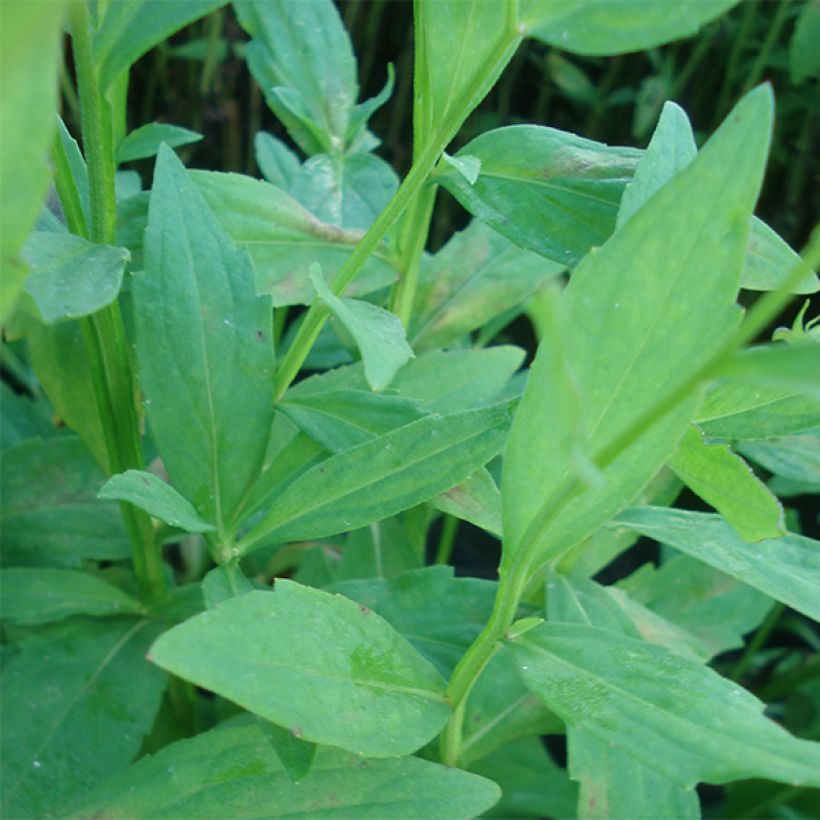 Helenium Flammenspiel - Hélénie orange feu (Foliage)