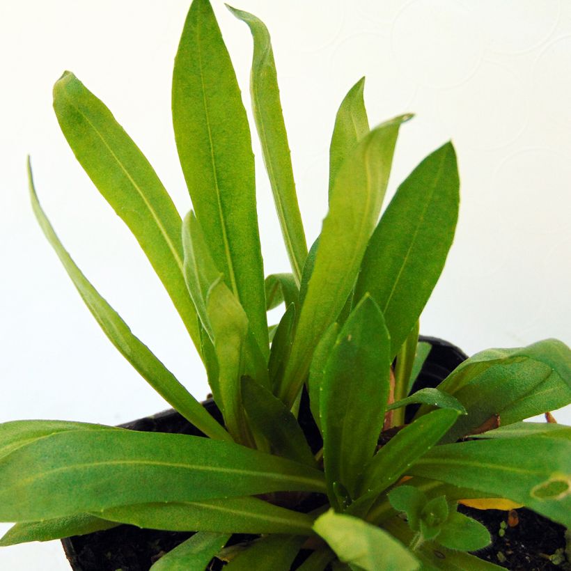 Hélénium Kupferswerg - Hélénie cuivrée  (Foliage)