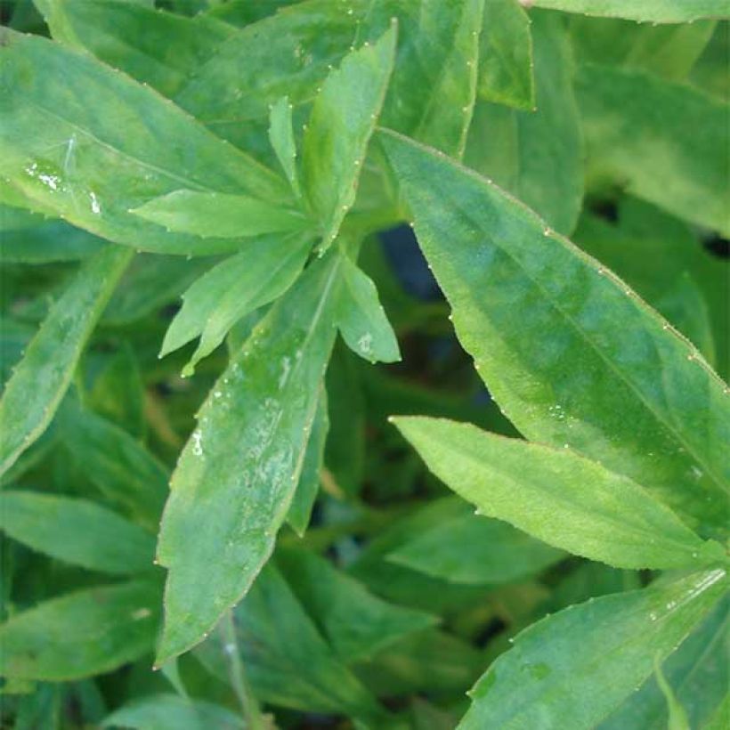 Helenium Marion Nickig - Hélénie (Foliage)
