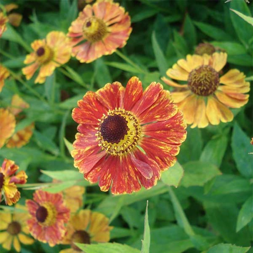 Helenium Marion Nickig - Hélénie (Flowering)