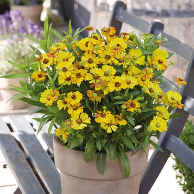 Helenium Okra Sundae - Hélénie (Plant habit)