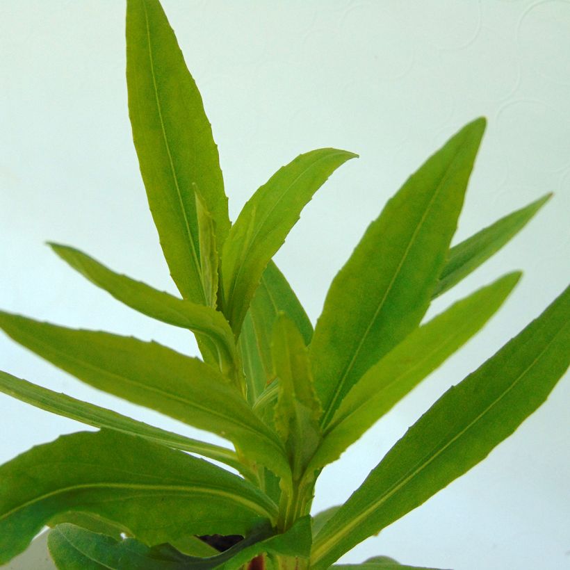 Helenium Ranchera - Hélénie rouge foncé. (Foliage)